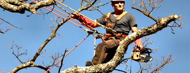 Organização ambientalista FAPAS critica “excessiva” poda de árvores em Vila do Conde