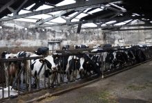 Produtores de leite de Vila do Conde com “prejuízos avultados” em explorações leiteiras
