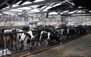 Produtores de leite de Vila do Conde com “prejuízos avultados” em explorações leiteiras