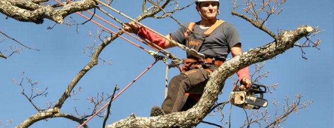 Estudo de 2018 diz que nenhuma das árvores analisadas em Vila do Conde aparentava risco