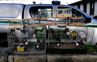 Homem constituído arguido por “comércio ilegal de aves” na feira da Estela da Póvoa de Varzim