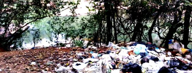 Lixo da escola Alexandre Herculano do Porto depositado ilegalmente em mata de Vila de Conde