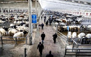 Comissão de Proteção Civil proíbe realização de mercado de gado na Póvoa de Varzim