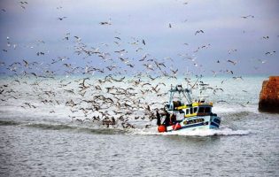Produtores da Pesca do Cerco dizem que medidas do Governo são positivas mas insuficientes