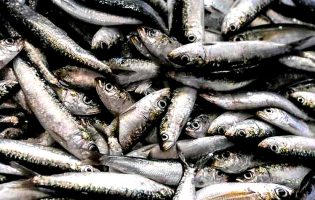 Empresa de Vila Conde oferece 1250 quilos de sardinha a Instituições de Solidariedade Social