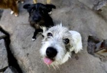 Serviços Veterinários de Vila do Conde acolhem quatro animais dos abrigos ilegais em Santo Tirso