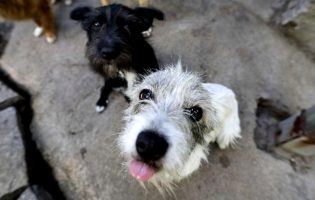 Serviços Veterinários de Vila do Conde acolhem quatro animais dos abrigos ilegais em Santo Tirso