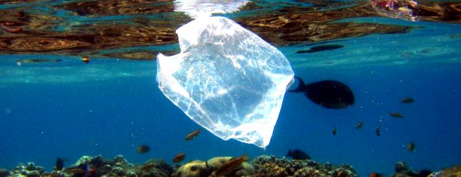 Relatório acusa empresas que usam plástico descartável de sabotar leis e iludir consumidores