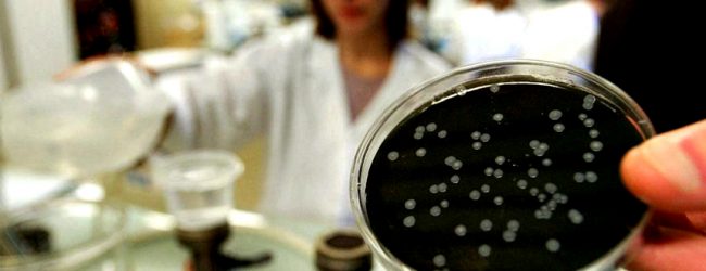 Análises feitas mostram ausência de ligação entre novo surto de Legionella e a água de Matosinhos