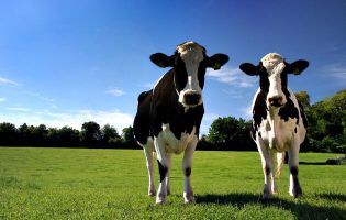 Produtores de leite da Póvoa de Varzim podem perder 84% das ajudas no valor de 3,9M€ até 2026