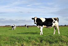 Produtores de leite de Vila do Conde podem vir a perder 83% das ajudas no valor de 9,2M€ até 2026