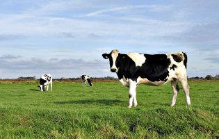 Produtores de leite de Vila do Conde podem vir a perder 83% das ajudas no valor de 9,2M€ até 2026