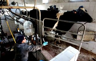 Produtores de leite de vaca portugueses podem vir a perder até 70% das ajudas no final de 2026