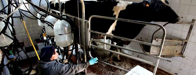 Produtores de leite de vaca portugueses podem vir a perder até 70% das ajudas no final de 2026