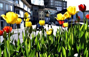 Jardineiros municipais de Vila do Conde plantam manualmente 60 mil bolbos de tulipas naturais