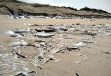 Empresa que detém Campo de Golfe avança com limpeza de praia da Estela na Póvoa de Varzim