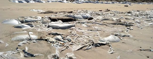 Empresa que detém Campo de Golfe avança com limpeza de praia da Estela na Póvoa de Varzim