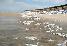 PAN denuncia poluição por sacos plásticos em praia da freguesia da Estela na Póvoa de Varzim