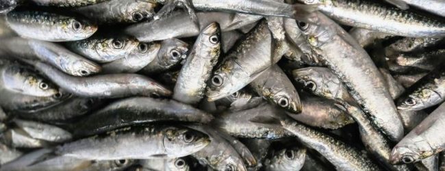 GNR apreende mais de uma tonelada de sardinha em Matosinhos por perigo para a saúde pública