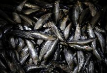 Pesca da sardinha reabriu esta segunda feira em Portugal após quase sete meses de interdição
