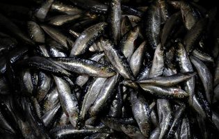 Pescadores do Norte de Portugal pedem aumento do período de captura da sardinha e de cabazes