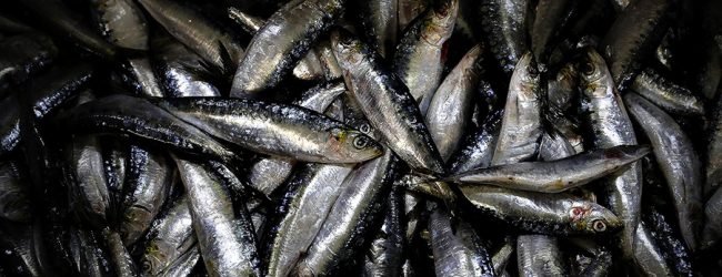 Pescadores do Norte de Portugal pedem aumento do período de captura da sardinha e de cabazes