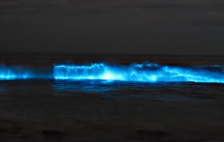 Alga Noctiluca Scintillans dá bioluminescência ao mar das Caxinas e de Vila Chã em Vila do Conde