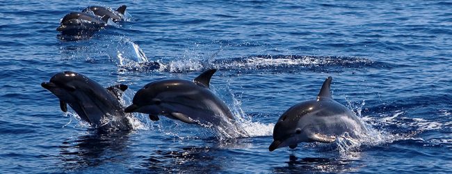 Golfinhos desfilam em Vila do Conde