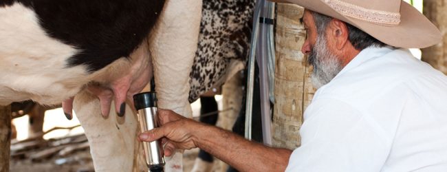 Lactogal paga mais 1,5 cêntimos por litro de leite a cooperativas depois de protesto de produtores