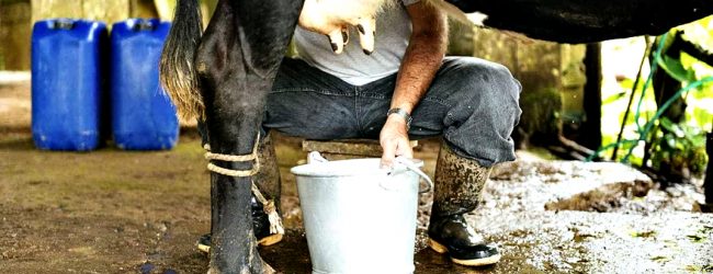 Produtores de leite de Portugal saúdam aumento do preço à produção mas querem novas subidas