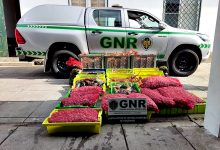 Unidade de Controlo Costeiro da GNR encerrou exploração de aquicultura ilegal em Matosinhos