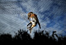 Homem de 56 anos apanhado a capturar ilegalmente aves com rede em Vila do Conde