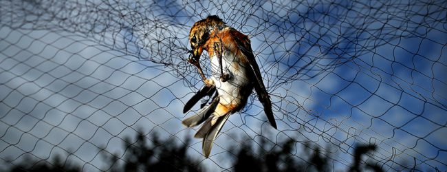 Homem de 56 anos apanhado a capturar ilegalmente aves com rede em Vila do Conde