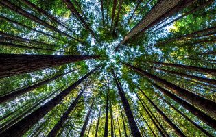 Setores floresta, ambiente e sustentabilidade são escolha da Eurorregião Galiza Norte de Portugal