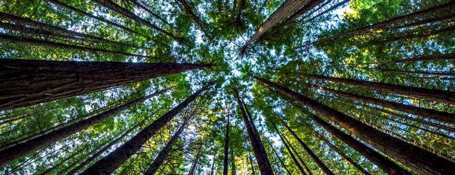 Setores floresta, ambiente e sustentabilidade são escolha da Eurorregião Galiza Norte de Portugal