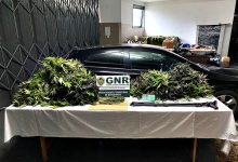GNR persegue e detém em Vila do Conde condutor que levava 7.350 doses de canábis
