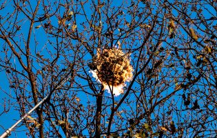 Câmara de Matosinhos destruiu 460 ninhos de vespa asiática em 2021 e já eliminou 21 em 2022