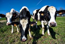 Produtores de leite do Norte de Portugal com “preocupação” pela falta de água nos campos