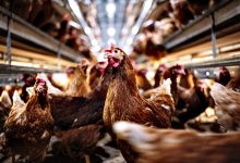 Concelhos de Vila do Conde e da Póvoa de Varzim em vigilância devido à Gripe das Aves tipo H5N1