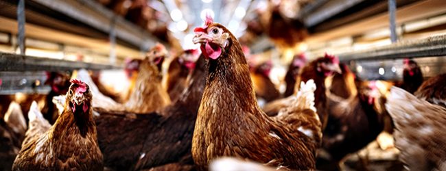 Concelhos de Vila do Conde e da Póvoa de Varzim em vigilância devido à Gripe das Aves tipo H5N1