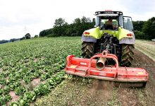 Horticultores da Póvoa de Varzim fomentam economia circular face à guerra na Ucrânia