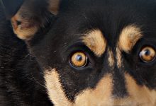 Associação Tarecos & Patudos de Vila do Conde forçada a encerrar abrigo para cães e gatos