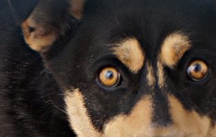 Associação Tarecos & Patudos de Vila do Conde forçada a encerrar abrigo para cães e gatos