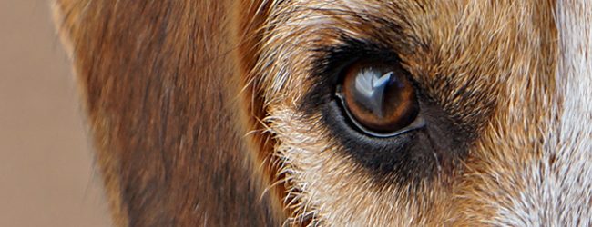 Associação Tarecos & Patudos de Vila do Conde vai ser despejada e há 34 animais para adotar
