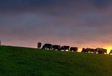 Estudo do ICBAS caracteriza emissão de gases com efeito de estufa em explorações de bovinos