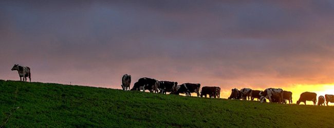 Estudo do ICBAS caracteriza emissão de gases com efeito de estufa em explorações de bovinos