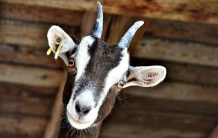 Criadores de cabra algarvia otimistas após ano “complicado” que obrigou a reduzir rebanhos