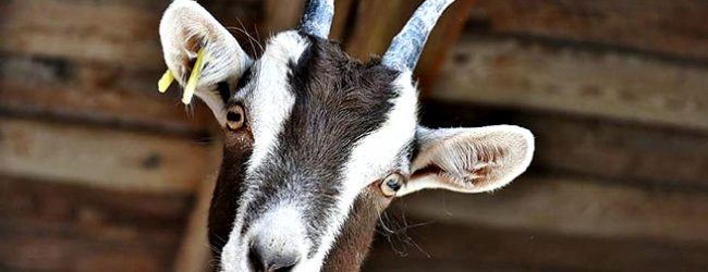 Criadores de cabra algarvia otimistas após ano “complicado” que obrigou a reduzir rebanhos