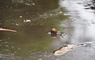 Matosinhos cria charcos e para biodiversidade nos parques das Austrálias e de São Brás