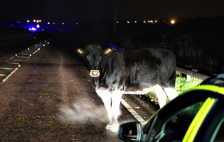 Despiste de camião com animais vivos corta A7 ao quilómetro 29 em Vila Nova de Famalicão